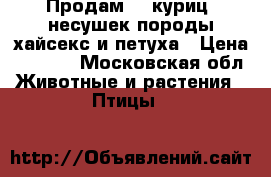 Продам 10 куриц. несушек породы хайсекс и петуха › Цена ­ 3 700 - Московская обл. Животные и растения » Птицы   